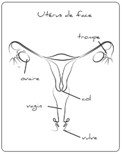 Utérus de face
