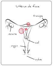Utérus de face